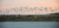 Flock of Avocets in flight