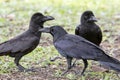 Flock of balck raven crow bird on natural field