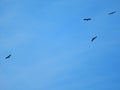 Flock Of Bald Eagles Soaring In The Blue Sky Above The Valley