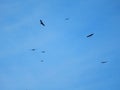 Flock Of Bald Eagles Soaring In The Blue Sky Above The Valley