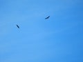 Flock Of Bald Eagles Soaring In The Blue Sky Above The Valley