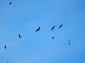 Flock Of Bald Eagles Soaring In The Blue Sky Above The Valley