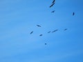 Flock Of Bald Eagles Soaring In The Blue Sky Above The Valley