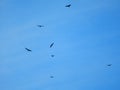 Flock Of Bald Eagles Soaring In The Blue Sky Above The Valley