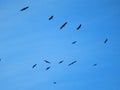 Flock Of Bald Eagles Soaring In The Blue Sky Above The Valley