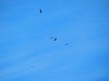 Flock Of Bald Eagles Soaring In The Blue Sky Above The Valley