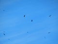 Flock Of Bald Eagles Soaring In The Blue Sky Above The Valley