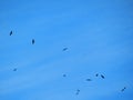 Flock Of Bald Eagles Soaring In The Blue Sky Above The Valley