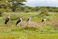 Flock of Bald-headed Marabou stork bird standing in meadow at Serengeti National Park in Tanzania, Africa