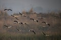 Flock of bar headed goose Flying