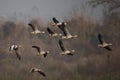 Flock of bar headed goose Flying