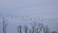 Flock of barn swallows in flight above tree tops with sitting great cormorants Royalty Free Stock Photo