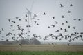 A flock of Barnacle geese is dangerous close close to large  windmill blades Royalty Free Stock Photo