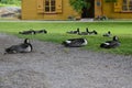 Flock of barnacle geese napping and resting