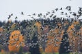 Flock of barnacle goose flying in fast speed past forest Royalty Free Stock Photo