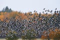 Flock of barnacle goose flying in fast speed past forest Royalty Free Stock Photo