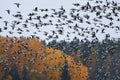 Flock of barnacle goose flying in fast speed past forest Royalty Free Stock Photo