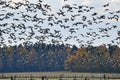 Flock of barnacle goose flying in fast speed past forest