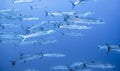 A flock of barracudas swimming rapidly under the surface of the Indian ocean Royalty Free Stock Photo