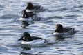 Flock of barrows goldeneyes in the water