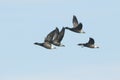 A flock of beautiful Brent Geese, Branta bernicla, flying in the blue sky. Royalty Free Stock Photo