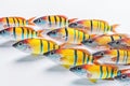 A flock of beautiful colorful sea fish on a white background Royalty Free Stock Photo