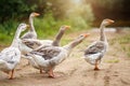 A flock of beautiful domestic geese walking in a meadow near a farmhouse Rural landscape Sun flare Royalty Free Stock Photo