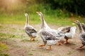 A flock of beautiful domestic geese walking in a meadow near a farmhouse Rural landscape Sun flare Royalty Free Stock Photo