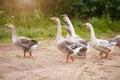 A flock of beautiful domestic geese walking in a meadow near a farmhouse Rural landscape Sun flare Royalty Free Stock Photo