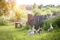 A flock of beautiful domestic geese walking in a meadow near a farmhouse Rural landscape Sun flare Royalty Free Stock Photo