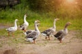 A flock of beautiful domestic geese walking in a meadow near a farmhouse Rural landscape Sun flare Royalty Free Stock Photo