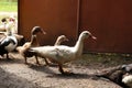 Flock of beautiful domesticated ducks in farmyard