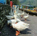 Flock of beautiful ducks taking food from people.