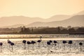 A flock of beautiful flamingo silhouettes walking on the beach of Alexandroupolis Evros Greece, golden hour sunset colors