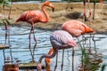 Flock of beautiful and graceful flamingo on the pond.