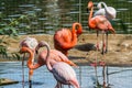 Flock of beautiful and graceful flamingo on the pond.