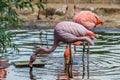 Flock of beautiful and graceful flamingo on the pond. Waterfowl birds in the city.