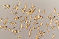 Flock of beautiful Icelandic Black-tailed Godwits Limosa limosa islandica at sunrise. Royalty Free Stock Photo