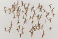 Flock of beautiful Icelandic Black-tailed Godwits Limosa limosa islandica at sunrise. Royalty Free Stock Photo