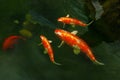 A flock of beautiful orange carps swims in the lake. Koi carp are ornamental domesticated fish