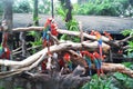 Flock of beautiful parrots are sitting on dry tree branches. Pattaya, Thailand. January 2001