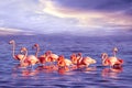 A flock of beautiful pink flamingos against a purple sunset. Artistic marine tropical image Royalty Free Stock Photo