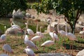 A flock of beautiful pink flamingos. A flock of Flamingo birds