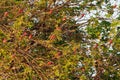 The flock of beautiful red birds perching in the tree - Southern Carmine Bee-eater - Merops nubicus nubicoides flying and sitting