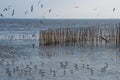 A flock of beautiful Thai seagulls, walking and flying around a bamboo sand fencing, in a river delta bank. Royalty Free Stock Photo