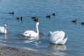 Flock of beautiful white mute swans swim in the blue water surrounded by ducks selective focus Royalty Free Stock Photo