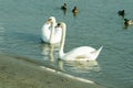 Flock of beautiful white mute swans swim in the blue water surrounded by ducks selective focus Royalty Free Stock Photo