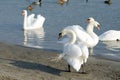 Flock of beautiful white mute swans swim in the blue water surrounded by ducks selective focus Royalty Free Stock Photo