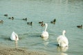 Flock of beautiful white mute swans swim in the blue water surrounded by ducks selective focus Royalty Free Stock Photo