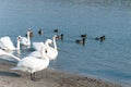 Flock of beautiful white mute swans swim in the blue water surrounded by ducks selective focus Royalty Free Stock Photo